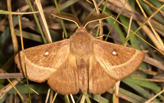 Lasiocampa trifolii - lóhereszövő