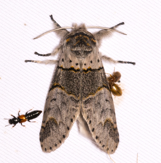 Furcula bifida - kis púposszövő