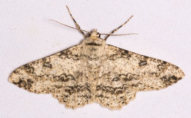 Ascotis selenaria - holdas faaraszoló