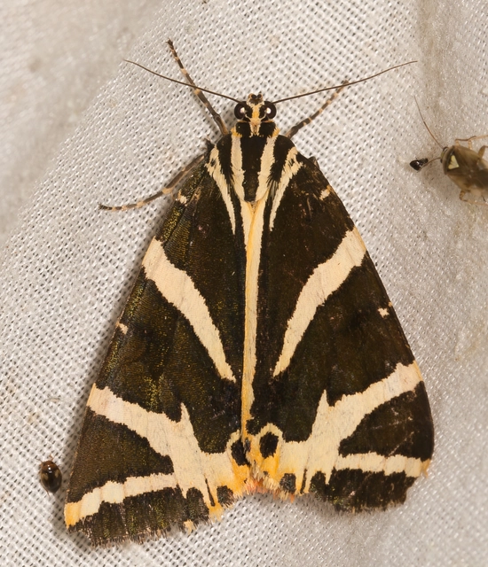 Euplagia quadripunctaria - csíkos medvelepke