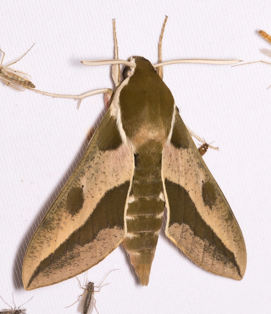 Hyles euphorbiae - kutyatejszender