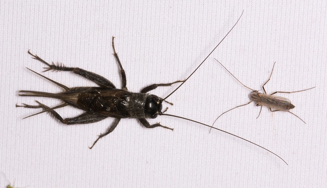 Eumodicogryllus bordigalensis - bordói tücsök