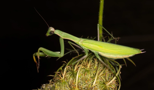 Mantis religiosa - imádkozósáska