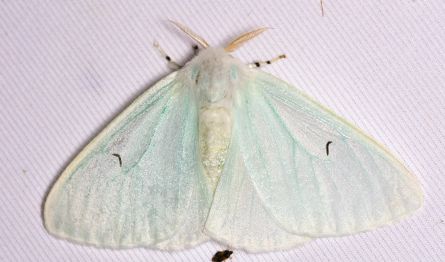 Arctornis l-nigrum - L-betűs gyapjaslepke