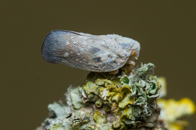 Metcalfa pruinosa - amerikai lepkekabóca