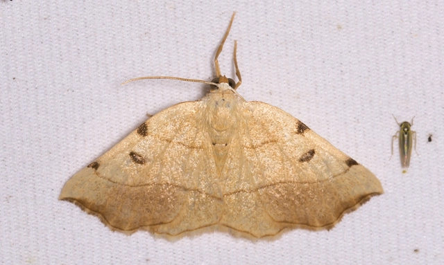 Eilicrinia trinotata - háromjegyű araszoló