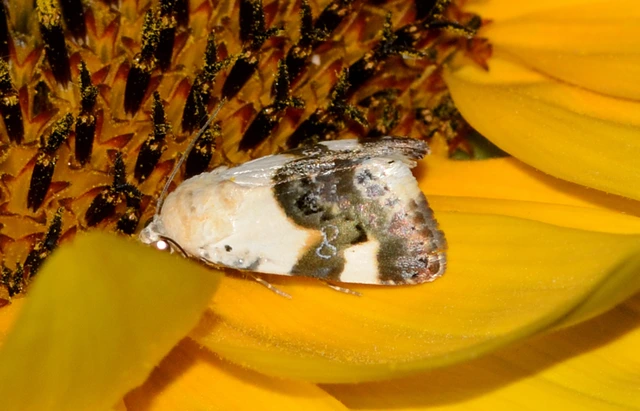 Acontia lucida - fehér nappalibagoly