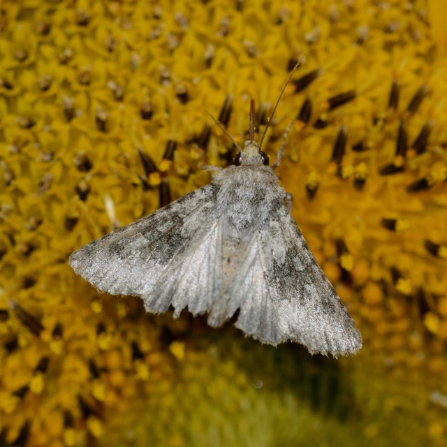 Hecatera dysodea - parajbagoly