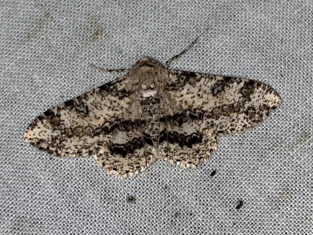 Ascotis selenaria - holdas faaraszoló