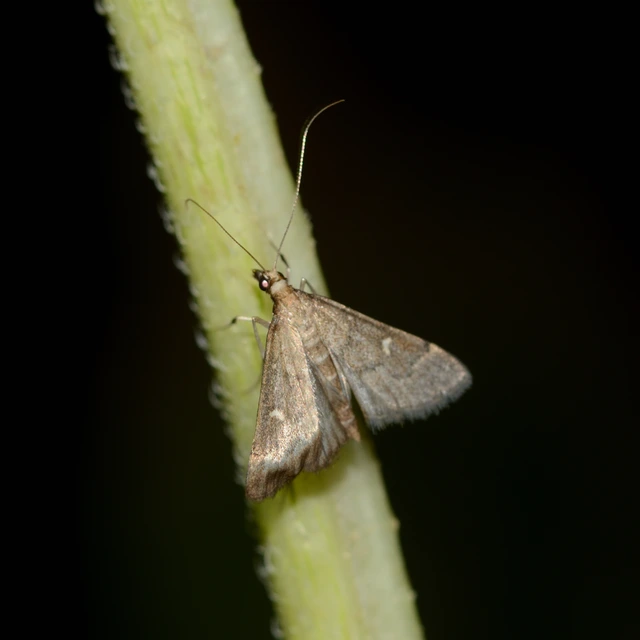 Dolicharthria punctalis - hosszúlábú tűzmoly
