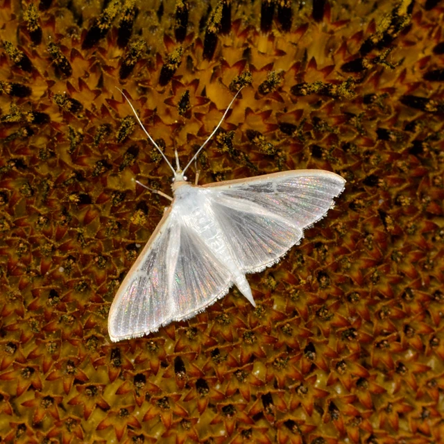 Palpita vitrealis - hófehér tűzmoly