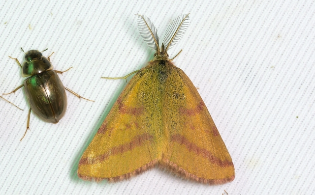 Lythria purpuraria - bíborsávos araszoló