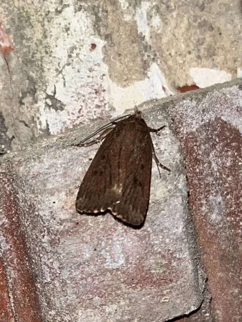 Amphipyra tragopoginis - bakszakállbagoly