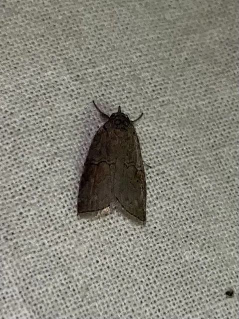 Nycteola asiatica - nyárfa-trapézbagoly