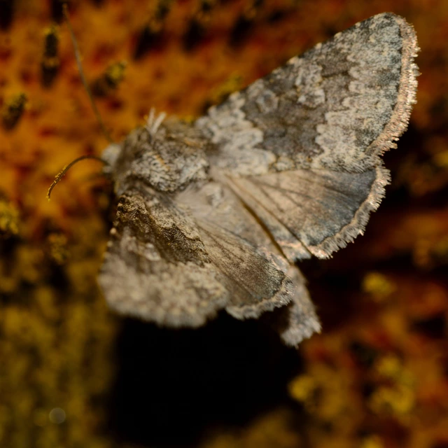 Hecatera dysodea - parajbagoly