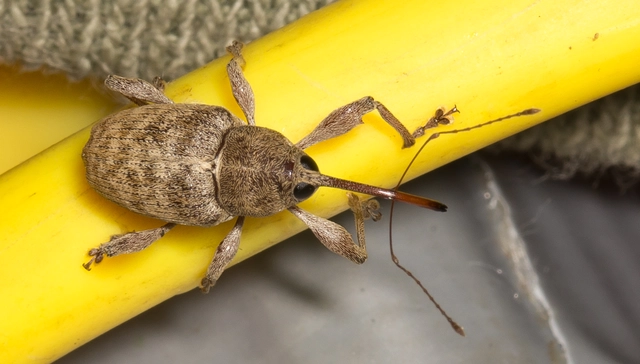 Curculio elephas - gesztenyezsuzsóka