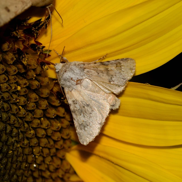 Hecatera dysodea - parajbagoly