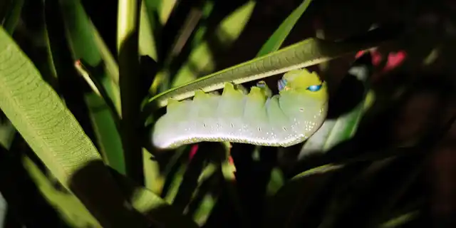 Daphnis nerii - oleanderszender
