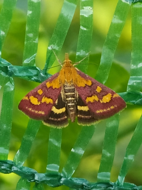 Pyrausta purpuralis - közönséges bíbormoly