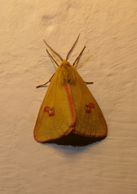 Diacrisia sannio - vörösszélű medvelepke