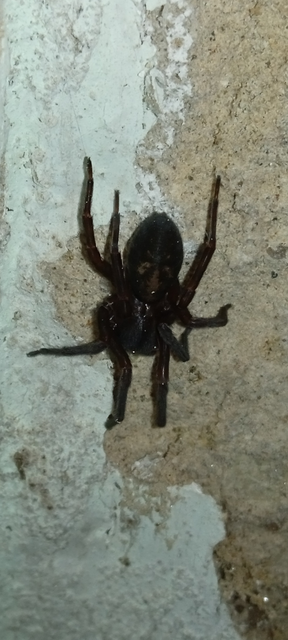 Amaurobius ferox - nagy eretnekpók