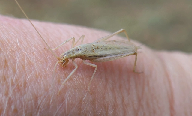 Oecanthus pellucens - pirregőtücsök