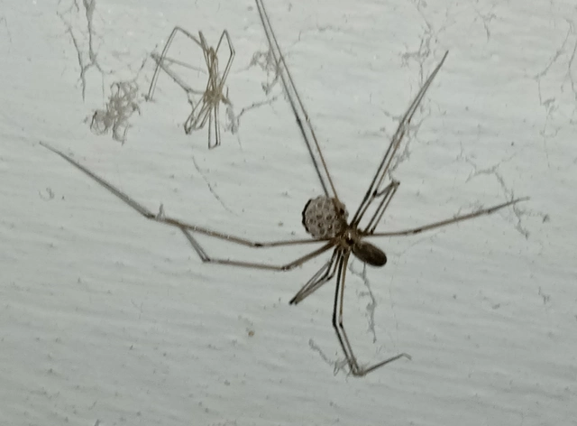 Pholcus phalangioides - nagy álkaszáspók
