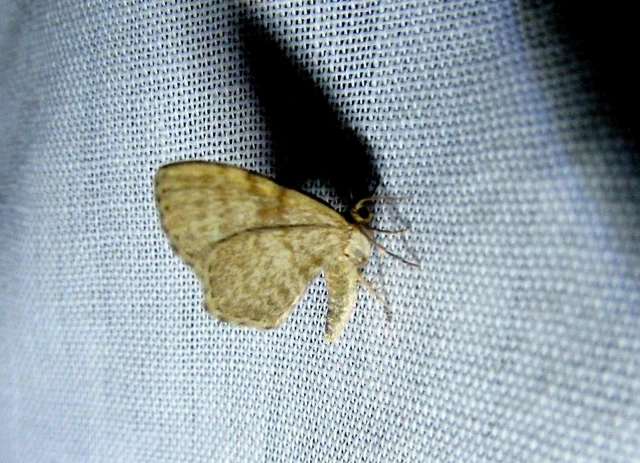 Euchoeca nebulata - barnás égeraraszoló