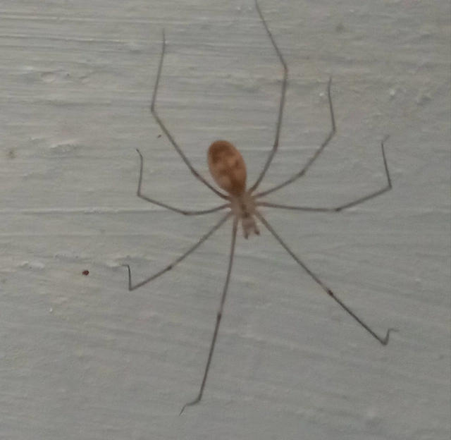 Pholcidae - álkaszáspókok