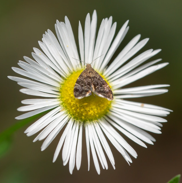 Anthophila fabriciana - lápréti levélmoly