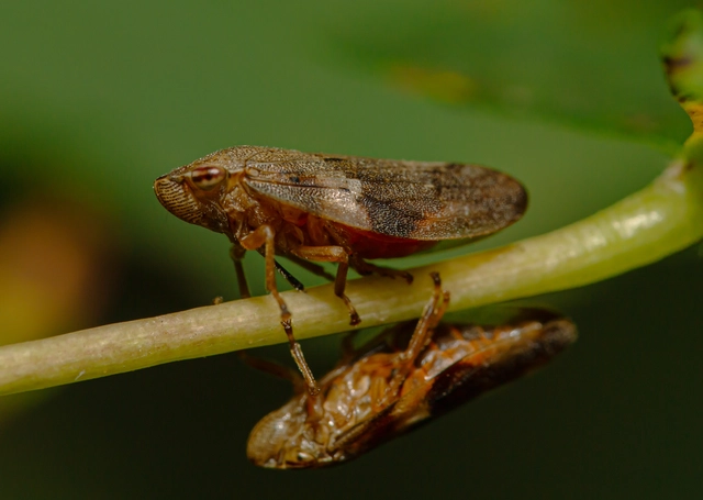 Aphrophora alni