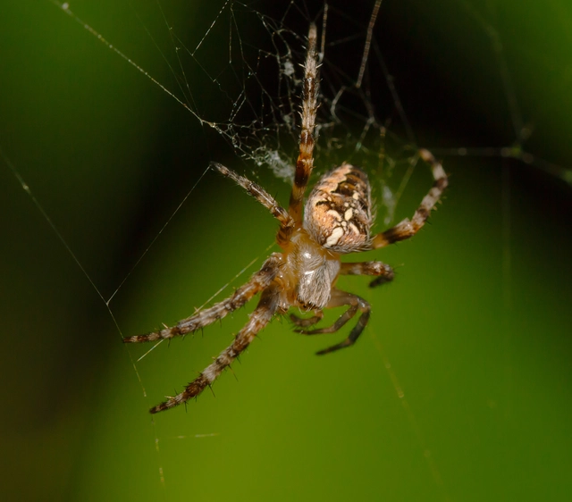 Araneus diadematus - koronás keresztespók