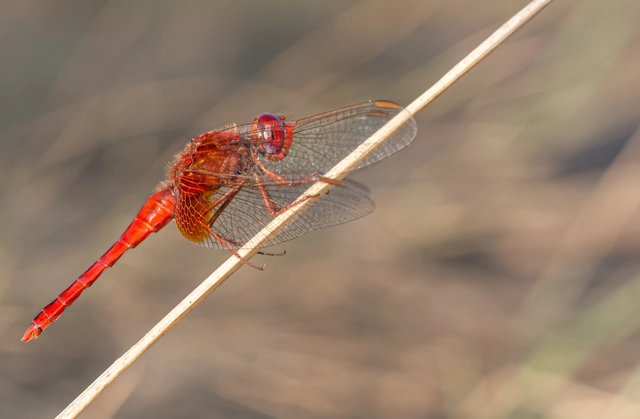 Crocothemis erythraea - skarlát szitakötő