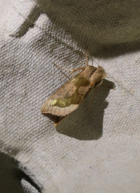 Diachrysia chrysitis - aranybagoly