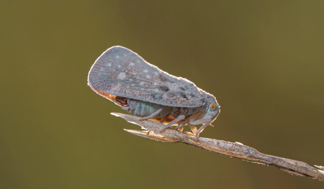Metcalfa pruinosa - amerikai lepkekabóca