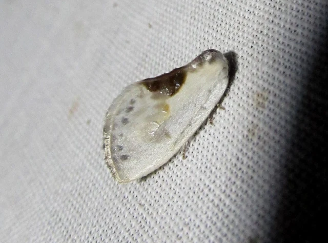 Cilix glaucata - törpe sarlósszövő