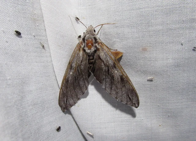 Hyloicus pinastri - fenyőszender