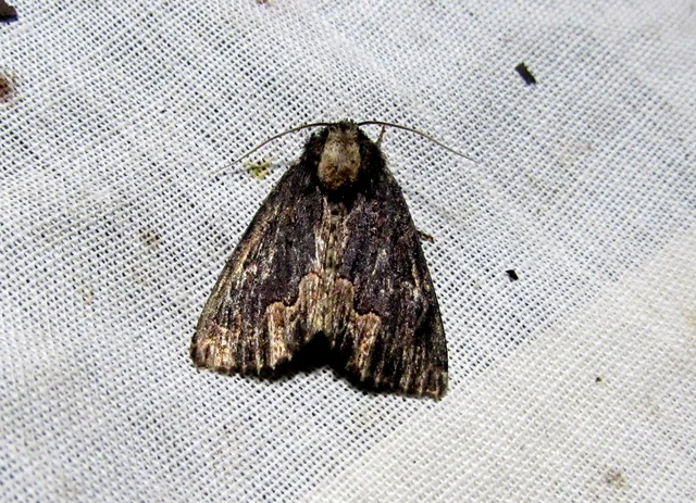 Dypterygia scabriuscula - szurokbarna nyáribagoly