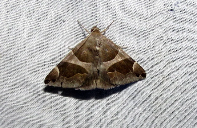 Dysgonia algira - déli porcelánbagoly
