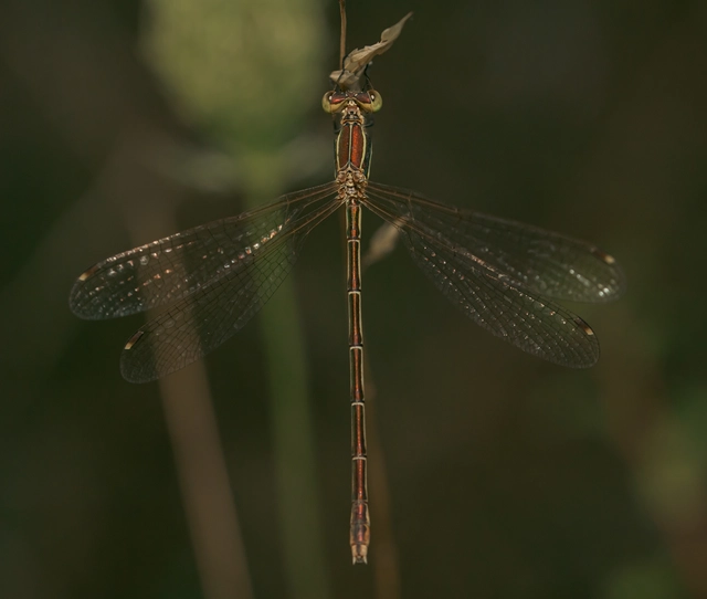 Lestes barbarus - foltosszárnyjegyű rablószitakötő