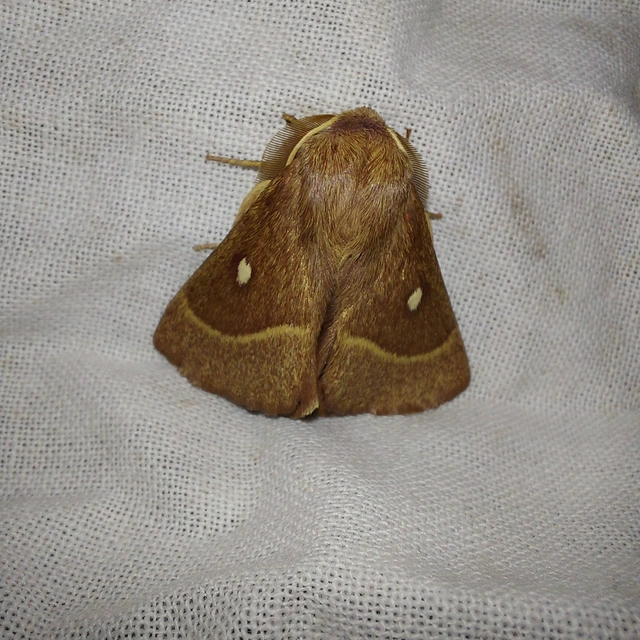 Lasiocampa trifolii - lóhereszövő