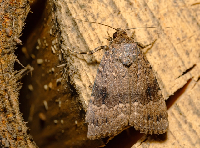 Amphipyra berbera/pyramidea