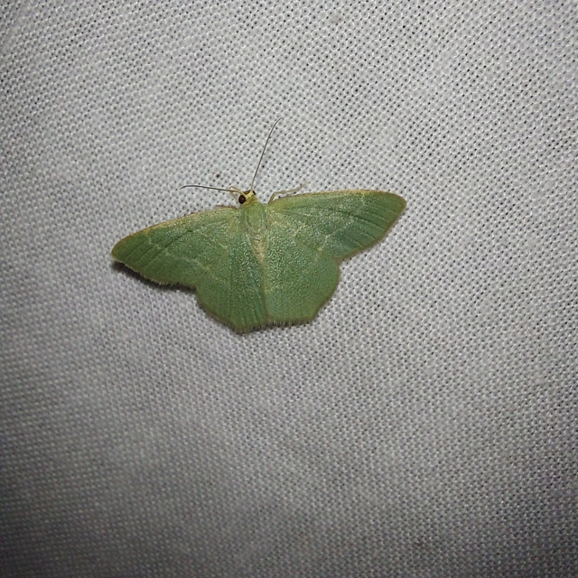 Chlorissa cloraria - sárgászöld araszoló