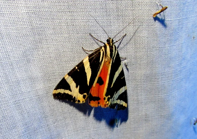 Euplagia quadripunctaria - csíkos medvelepke