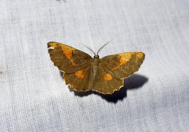 Angerona prunaria - sárga kökényaraszoló
