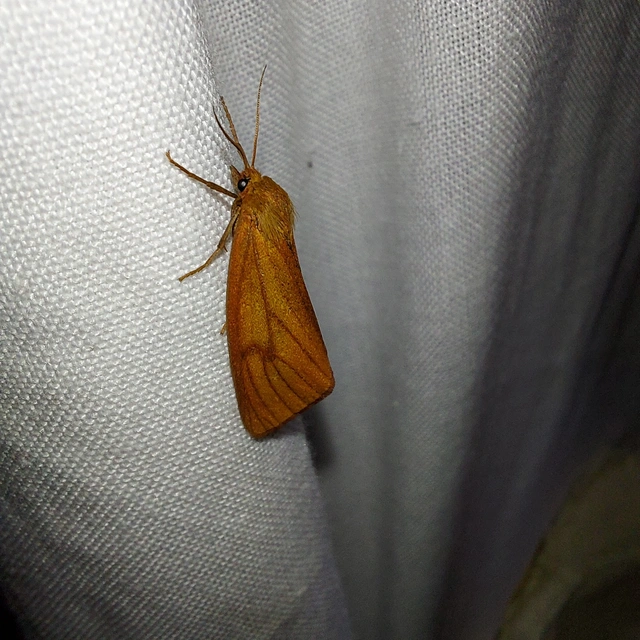 Diacrisia sannio - vörösszélű medvelepke