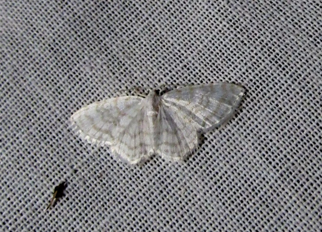 Asthena albulata - gyertyán-fehéraraszoló
