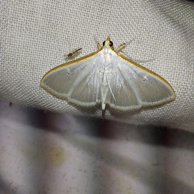 Palpita vitrealis - hófehér tűzmoly