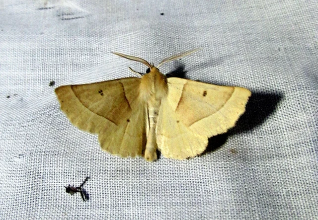 Crocallis elinguaria - sárga sávosaraszoló