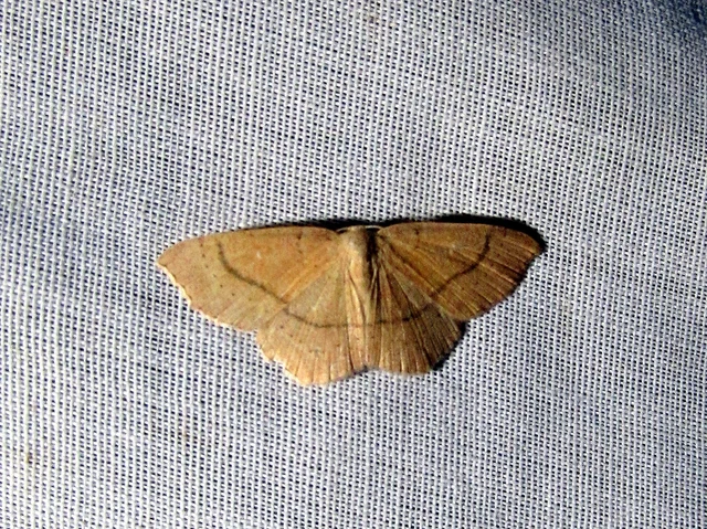 Cyclophora ruficiliaria - vörösrojtú pettyesaraszoló